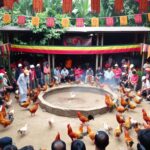 Agen Sabung Ayam Resmi